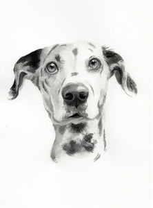 Monochrome Ink Pet Portrait