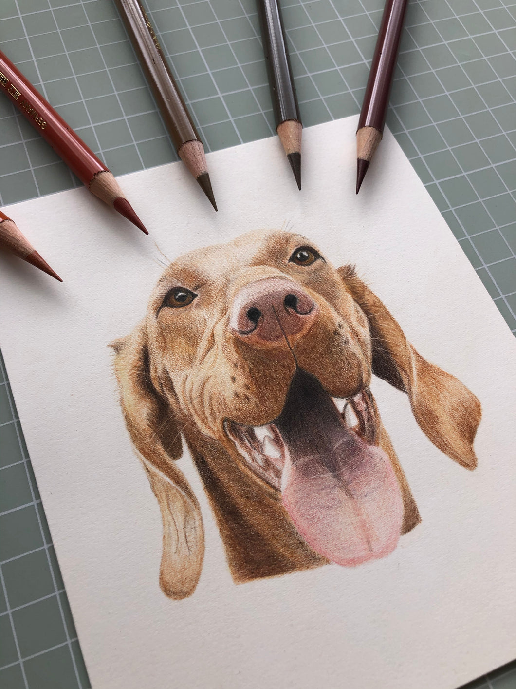 Coloured Pencil Mini Pet Portrait